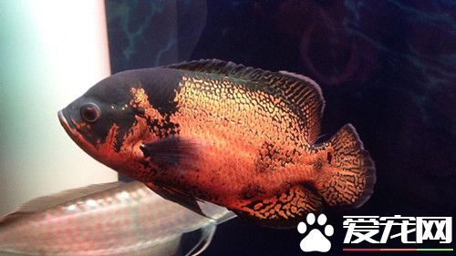 地图鱼怎么挑选 可以投喂一些饲料来判断