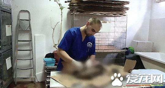 沥青淋身黏路面 4狗幸运得救