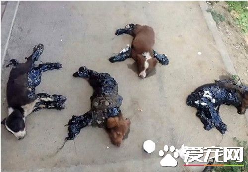沥青淋身黏路面 4狗幸运得救