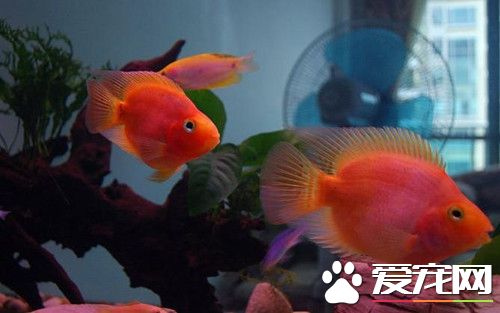 血鹦鹉疾病 饲养血鹦鹉常见的五种疾病