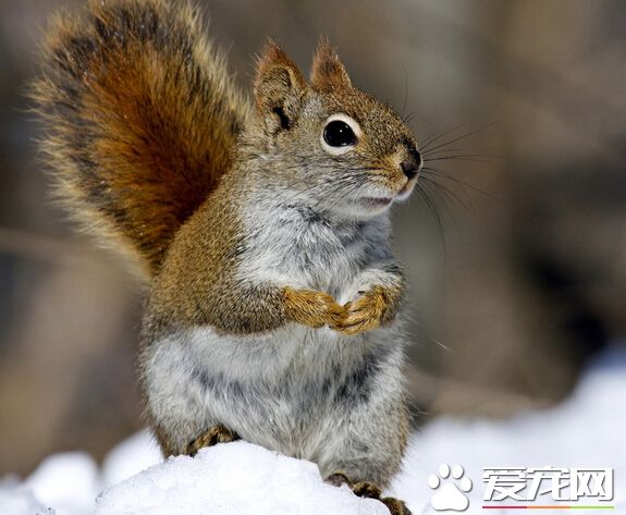 松鼠怎么喂养 松鼠喂养的几大禁忌