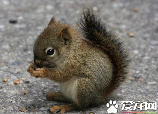 松鼠的尾巴有什么用 冬眠时拿尾巴当被子