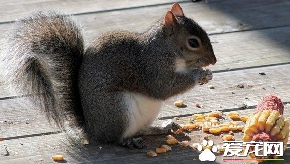 松鼠寿命有多长 松鼠的寿命一般在2-3年