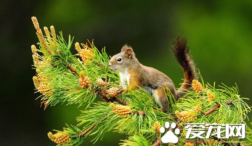 养松鼠要注意什么 养松鼠需要注意七个方面