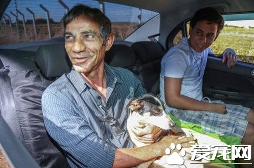 独守车祸残骸10个月 巴西忠心狗苦等死去主人
