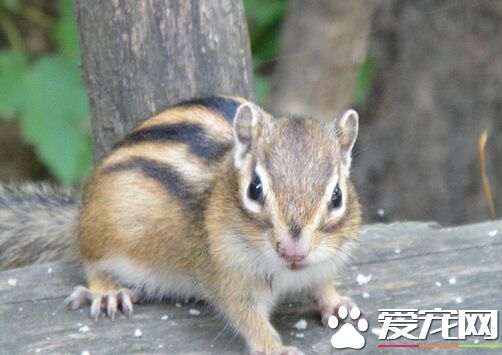 松鼠最怕什么 松鼠的天敌有苍鹰松貂