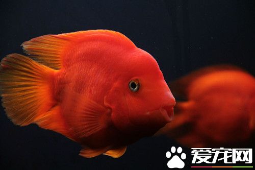 鹦鹉鱼黑斑病怎样治疗 要多注意水质和饲料