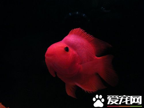 血鹦鹉褪色 造成血鹦鹉褪色的四大原因