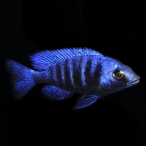 蓝宝石鱼图片