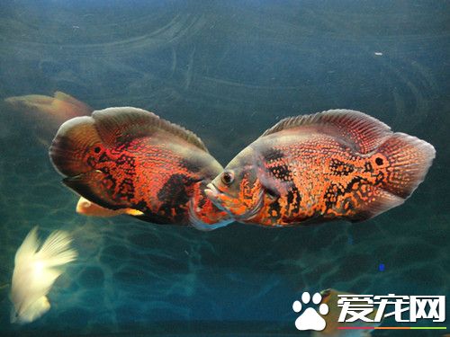 地图鱼寿命 地图鱼寿命一般可以达到10年左右