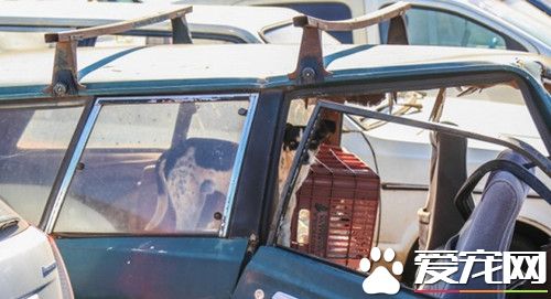 独守车祸残骸10个月 巴西忠心狗苦等死去主人