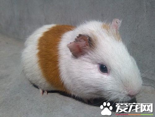 豚鼠认主人吗 环境熟悉以后会变得很亲切