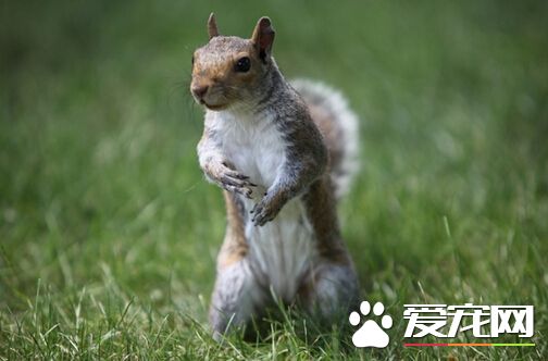 松鼠一直打喷嚏 松鼠感冒的治疗方法