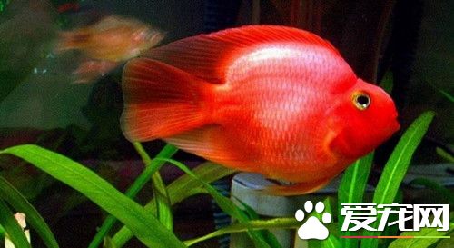 血鹦鹉品种 三种比较常见的血鹦鹉品种介绍