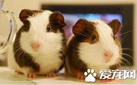 豚鼠有鼠疫吗 家养的豚鼠很少得鼠疫的