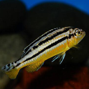 非洲凤凰鱼图片