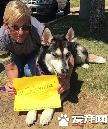 收容所的笼子1天内全空了 310只狗狗都找到温暖的家