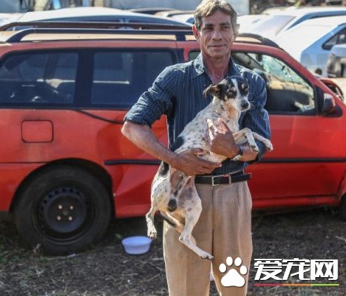 独守车祸残骸10个月 巴西忠心狗苦等死去主人