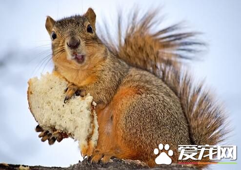 松鼠是怎么睡觉的 使用尾巴倒吊树枝上