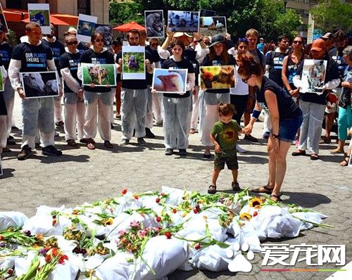 纽约举行动物权纪念日 唤起人类慈悲心