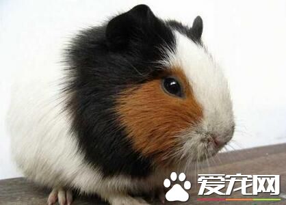 豚鼠怕冷吗 荷兰猪是怕冷但不怕热的