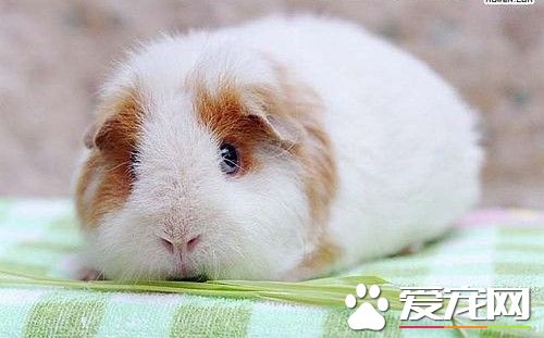 豚鼠多少钱一只 其价格一般在10-40元左右