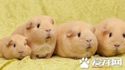 豚鼠咬人吗 正常情况下宠物豚鼠不会咬人的