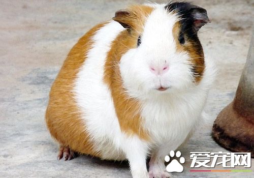 豚鼠怎么分辨公母 性别辨认是要从腹部来看的