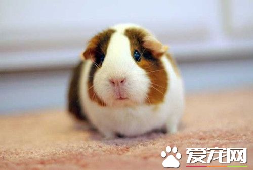 豚鼠拉肚子怎么办 吃了不干净的食物