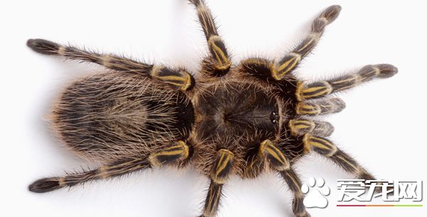 蜘蛛疾病预防和治疗有哪些 爬友必看