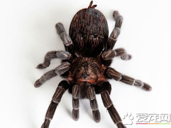 蜘蛛的身体有哪些缺陷 养之前一定要看