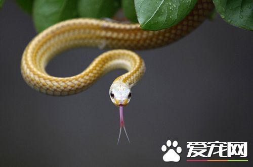 蛇类脓肿病的发病原因 如何治疗脓肿病