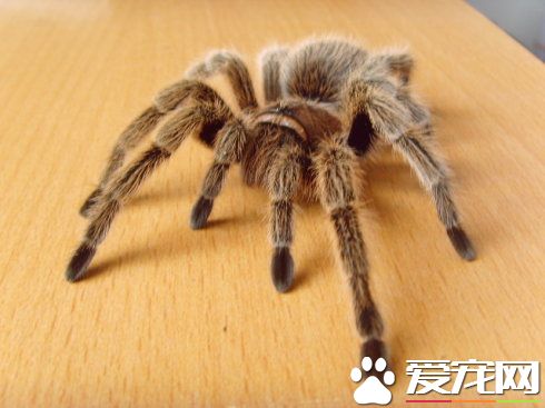 网友分享影响宠物蜘蛛蜕皮的四大因素