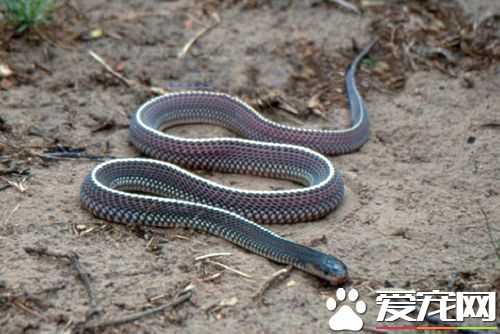 蛇枯尾病 爬友分享如何有效治疗此类疾病