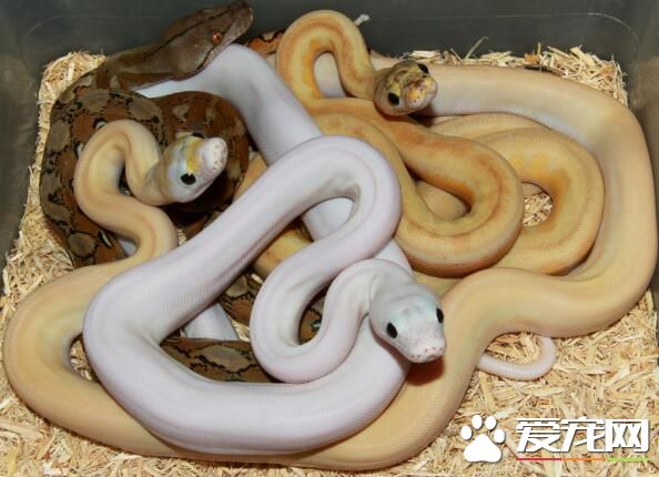 蟒蛇口腔炎的发生与防治 爬友必看