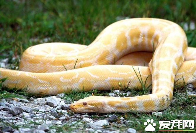 蛇得肺炎了怎么办 此病多发于盛夏季节