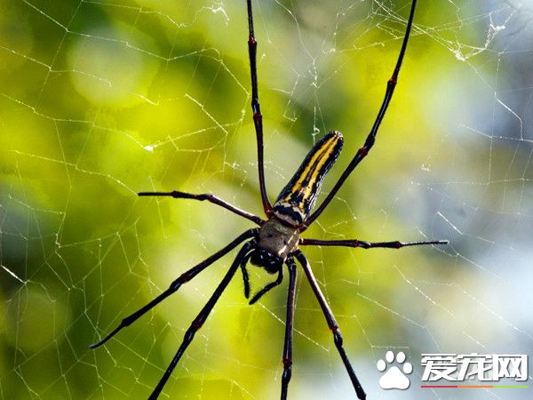 蜘蛛不进食的原因有哪些 警惕寄生虫类疾病