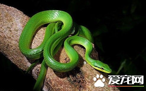 蛇得了肠炎怎么办 蛇肠炎治疗以及检查方法