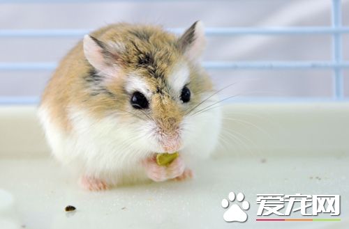 如何区分雌性与雄性仓鼠 教你辨别仓鼠雌雄