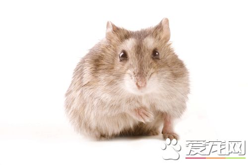 如何挑选仓鼠 教你从体型行为上去辨别