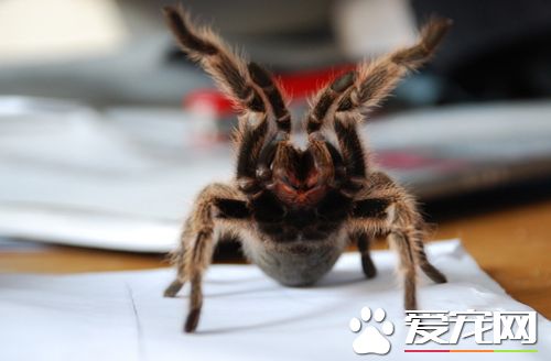 蜘蛛得了肠道炎怎么办 预防以及治疗方法