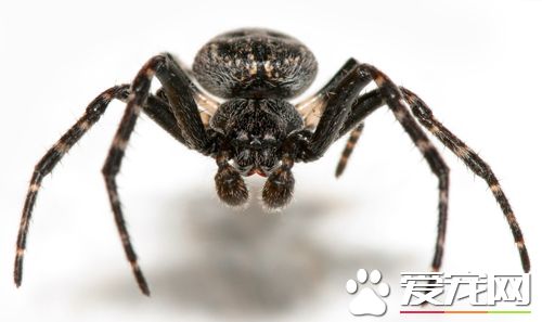 蜘蛛得了消瘦病怎么办 症状以及预防方法