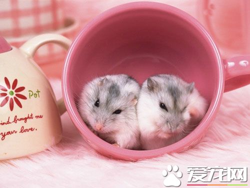 仓鼠养之前要准备什么 9种需要准备的东东