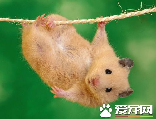 仓鼠睡觉发抖怎么回事 发抖肯定是有原因的