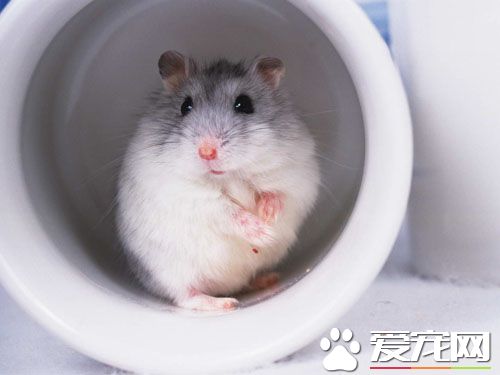 仓鼠中风是怎么回事 中风后的养护方法