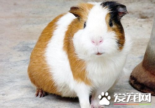 豚鼠有哪些常见疾病 中老年豚鼠易患什么