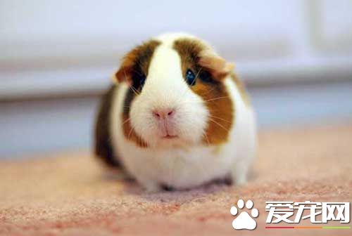 豚鼠得了金黄色葡萄球菌怎么办 临床症状是什么