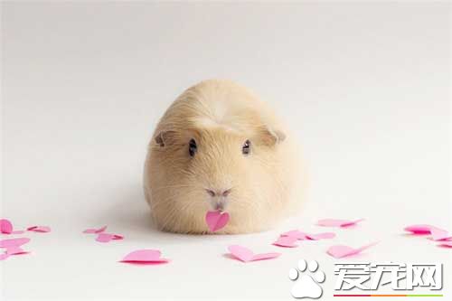 豚鼠体内有寄生虫怎么办 做好相应的消毒工作