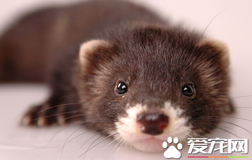 宠物貂鱼毒中毒怎么办 详细的防治方法