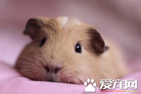 豚鼠得了沙门氏菌病怎么办 患病原是什么